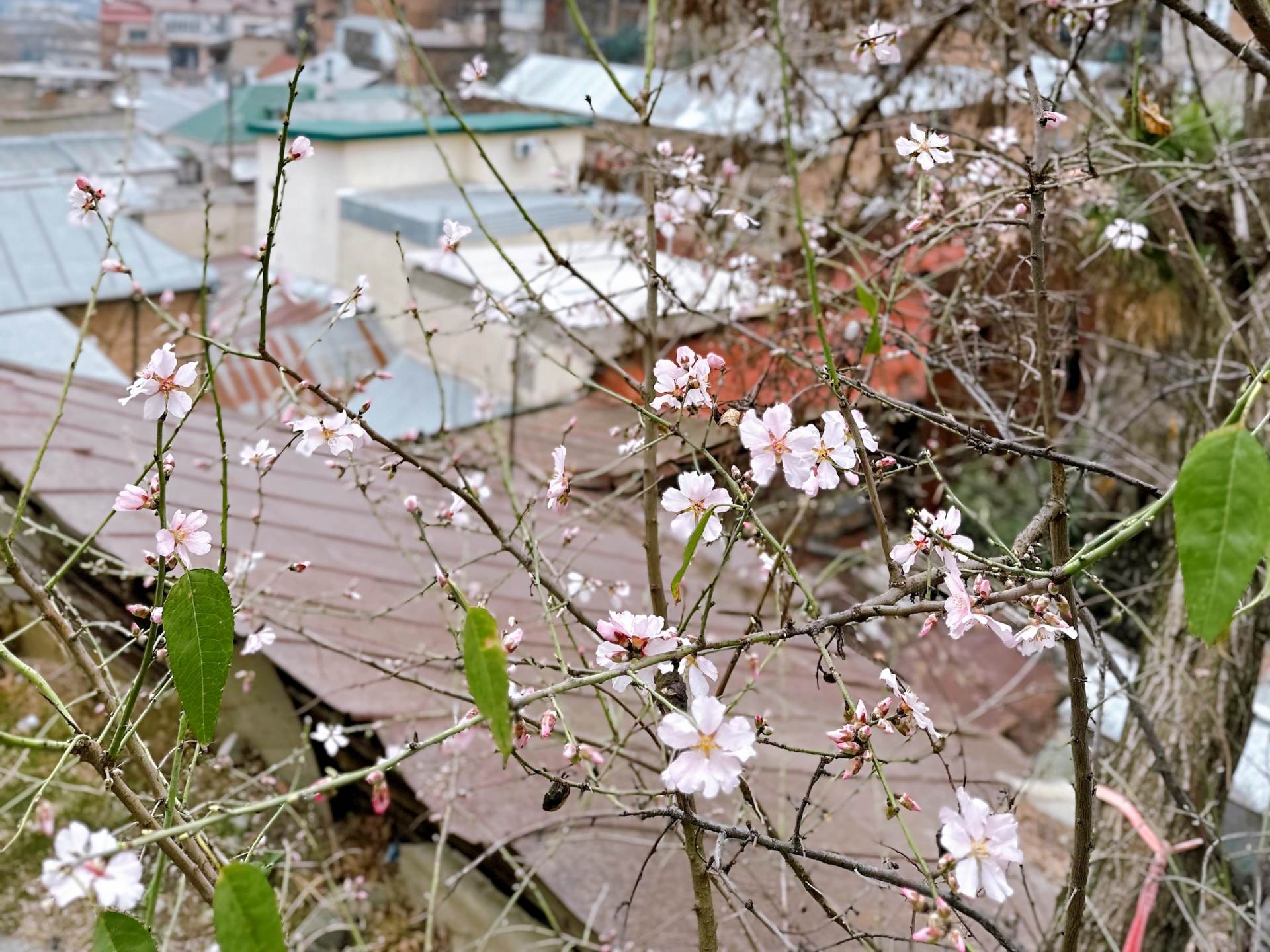 アーモンドの花