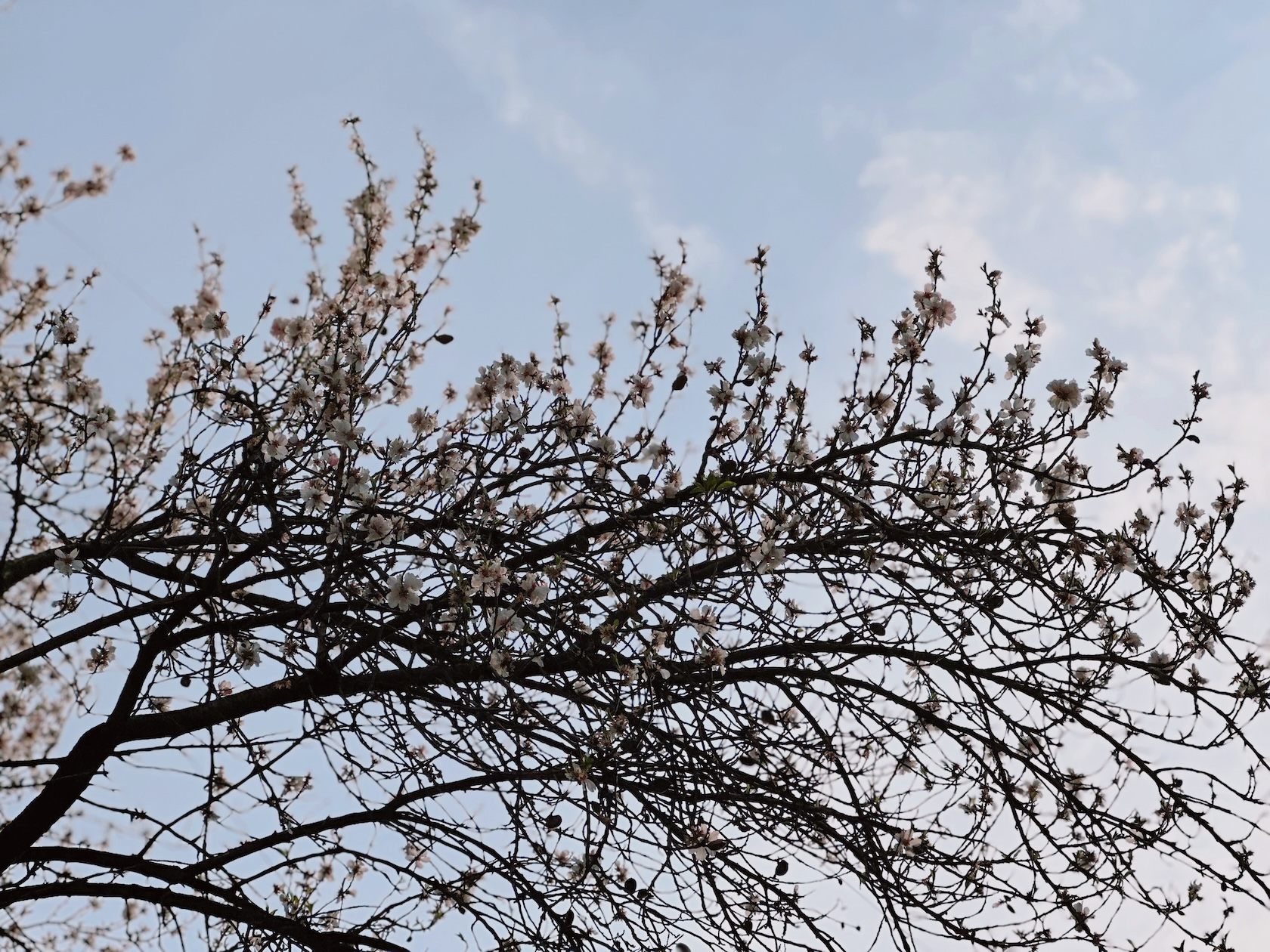 アーモンドの花