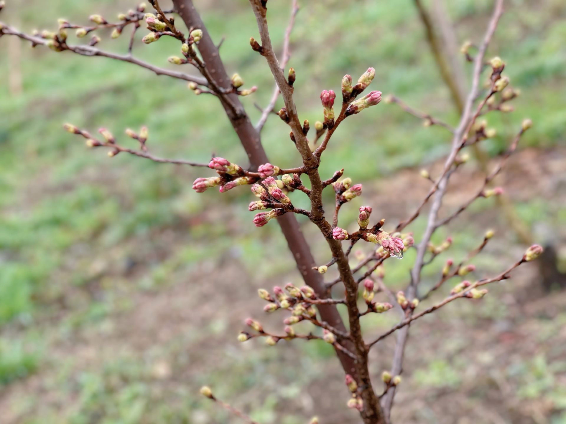 植物園にある桜の木