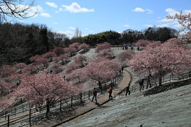 いわき市常磐にある[21世紀の森公園](https://kankou-iwaki.or.jp/spot/10226)へ行って来ました。（3月上旬）
今季初の桜を求め、園内にある約50本の河津桜の様子を伺います。