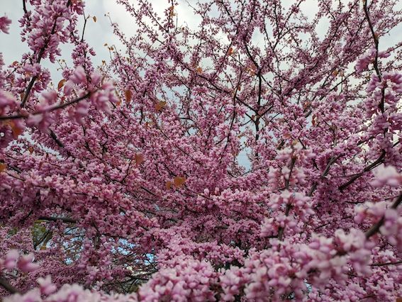 満開を迎えるハナズオウ（Eastern Redbud (Cercis canadensis)）