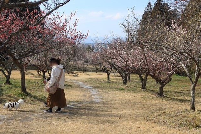 須賀川市の[翠ヶ丘公園](https://www.city.sukagawa.fukushima.jp/shisetsu/1004390/1004392/1002252.html)内にある梅林広場を散策してきました。
中国洛陽市との友好都市締結5周年を記念して植えられた早咲きの梅が咲き誇っています。