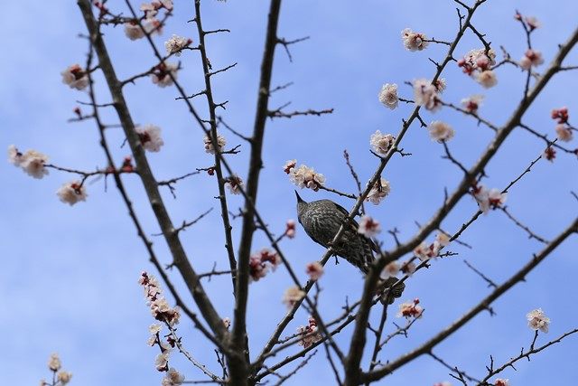 この日は、残念ながらメジロに会うことは叶いませんでしたが
代わりに？ヒヨドリが花を啄んでいました。