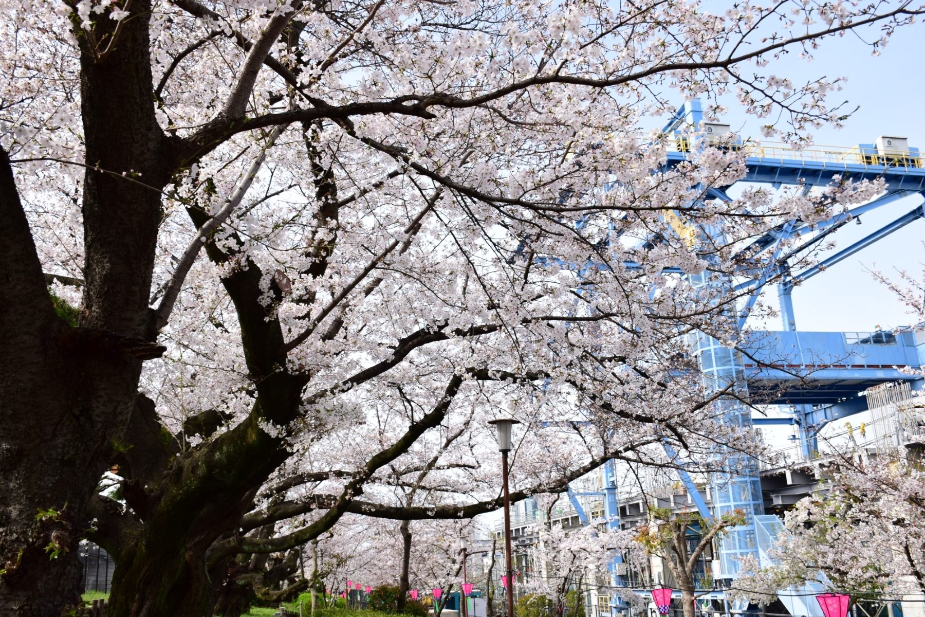 桜並木通り抜けから見える阪急京都線・千里線連続立体交差事業