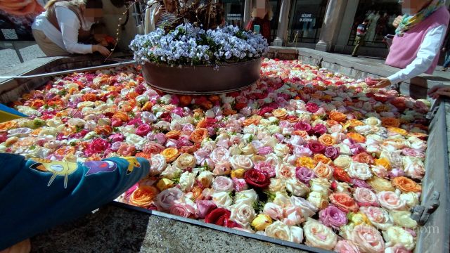 毎年、イースターの時期になると、チューリッヒの噴水が薔薇の花で埋め尽くされます。