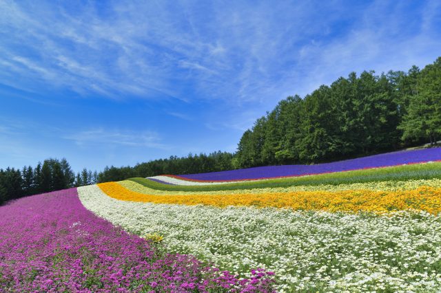 【保存版】一生に一度は見たい！　北海道の花絶景カレンダー