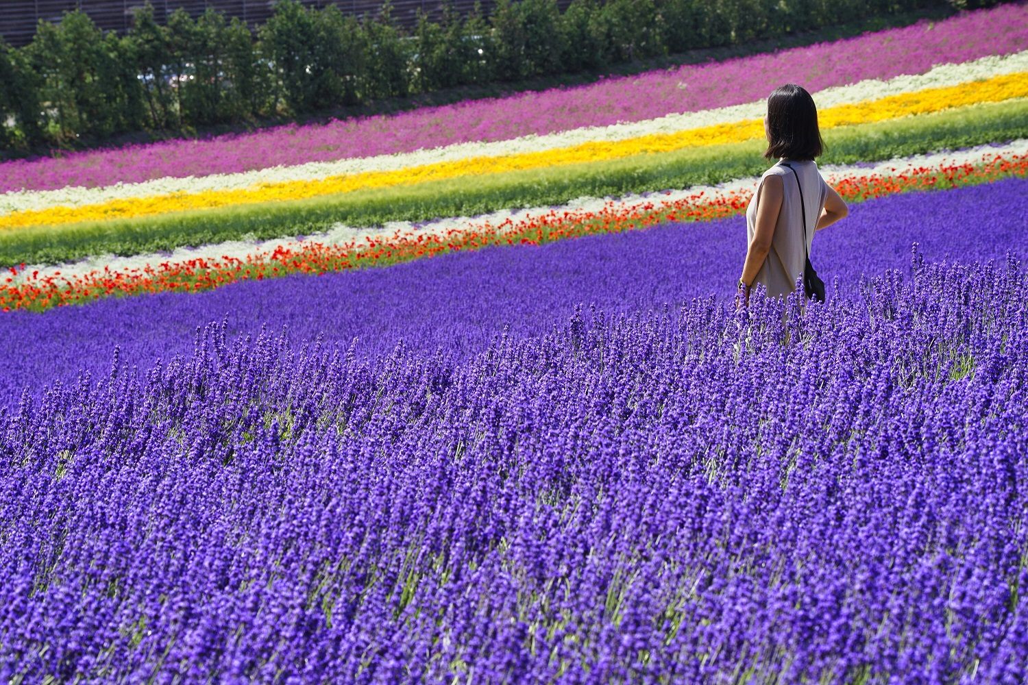 花や麦が帯状に植えられた「彩りの畑」