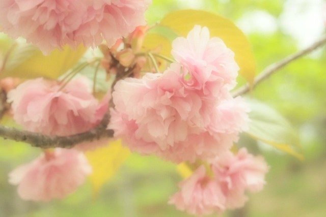 たけべの森公園 桜開花状況