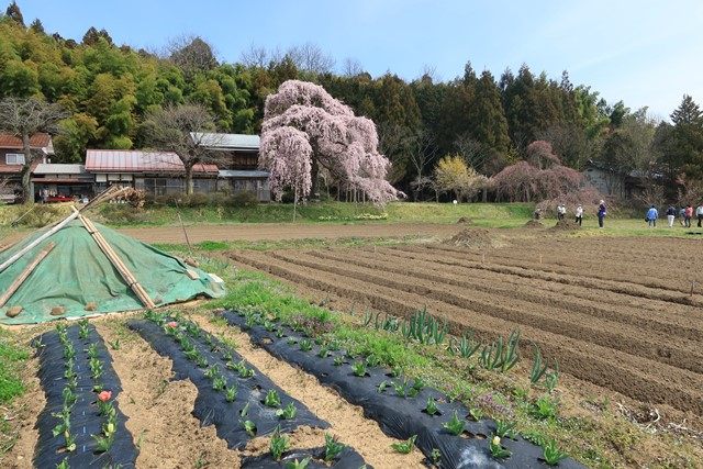 須賀川市横田にある[横田陣屋御殿桜](https://www.city.sukagawa.fukushima.jp/kanko_sukagawa/kanko_event/sakuramatsuri/1003541.html)へ行って来ました。
樹齢約350年の紅枝垂桜で、この地区で最も早く咲くとされ、
この地を所領していた「溝口」氏の邸宅内に植えられていたのがその名の由来とされています。