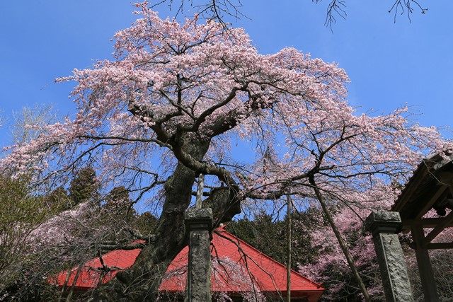 こちらは、すぐ近くにある[護真寺の桜](https://www.city.sukagawa.fukushima.jp/kanko_sukagawa/kanko_event/sakuramatsuri/1003539.html)です。
観応2年、本禅等択禅師によって護真寺が開山された折りに植えられたとされ、
横田陣屋御殿桜の親桜と云われています。