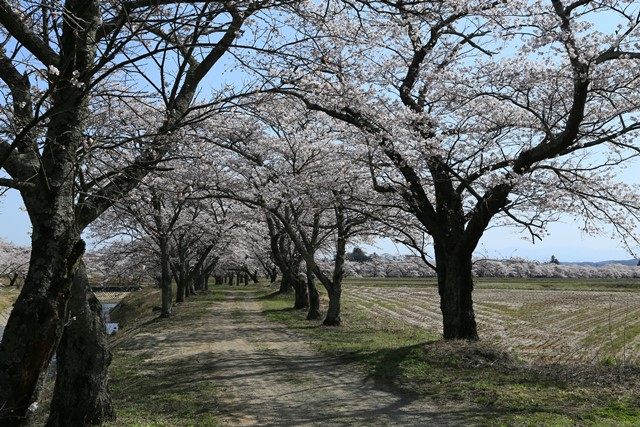 郡山市三穂田町にある[笹原川千本桜](https://www.kanko-koriyama.gr.jp/tourism/detail5-1-431.html)へ行って来ました。
笹原川沿い約2kmに渡って続く桜並木で、地元の方々が植樹し今に至ります。
