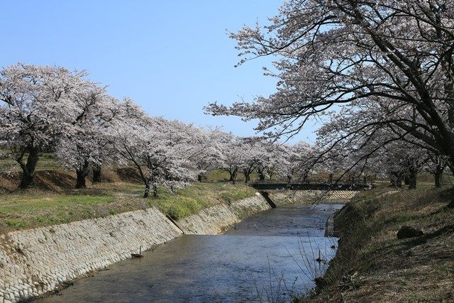 河川敷に遊歩道が整備され、その名の通り、約1,000本の桜を手軽に楽しむことができます。