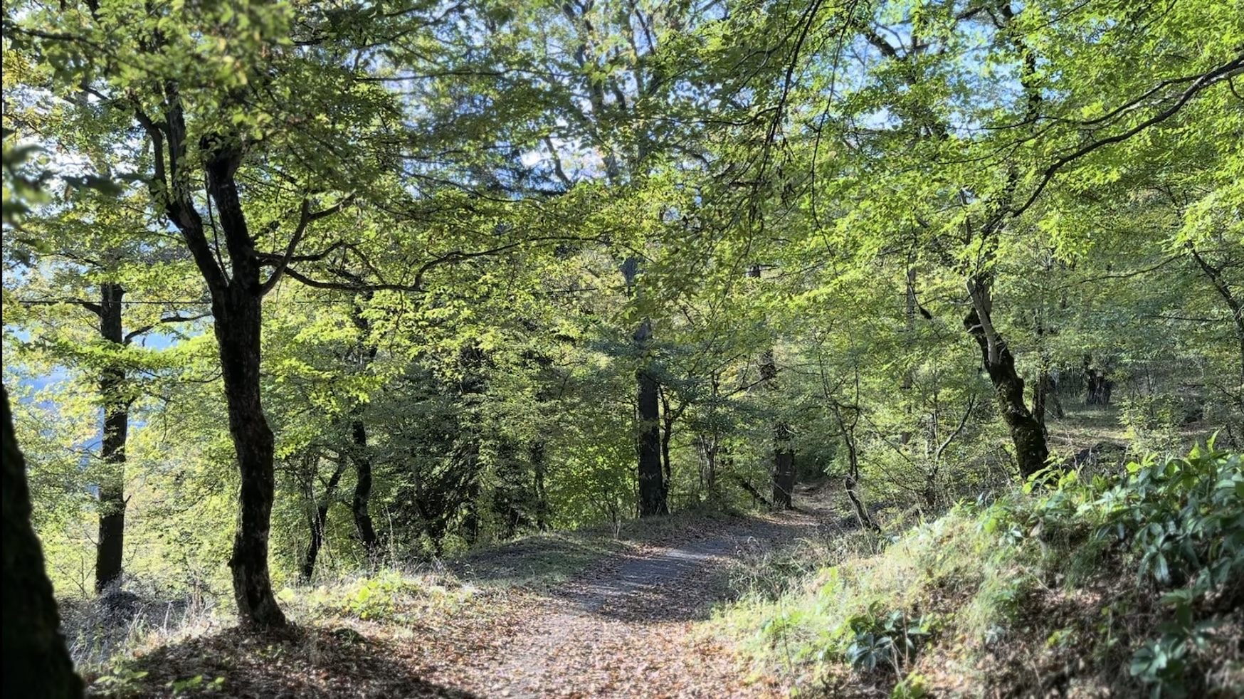 心地よい日差しと木々