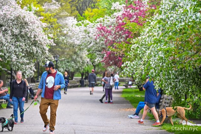 ニューヨークの秘密の花園「リバーサイド・パーク」の見どころを紹介！