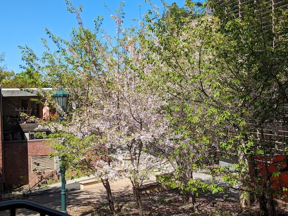 葉桜になったロスガトス図書館裏の桜