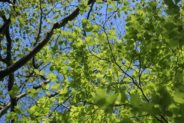 樹々の葉は予想以上に芽吹いており、人里近くのそれと大きな違いはありませんでした。