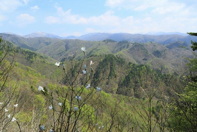 芝倉展望台からは、北東側に当たる飯森山方向の眺望が開けています。
なお、手前に写るタムシバ（白花）は登山道のほぼ全域に渡って群生していました。