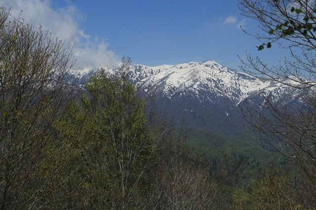 飯豊本山を望みます。
成長した樹々に遮られがちですが、残雪纏う飯豊連峰の雄姿は中々迫力があります。