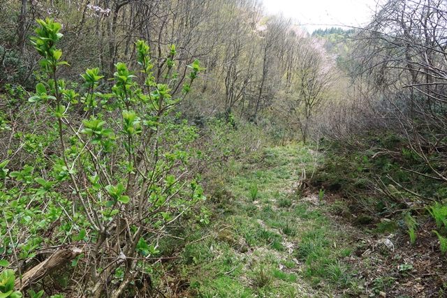 山頂を後にし、鞍部から沢コースへと入って行きます。
尾根コースとは植生が異なることもあり、飽きさせない点も魅力の一つです。
次第に大きくなる沢沿いを進み、何度か渡渉を繰り返します。