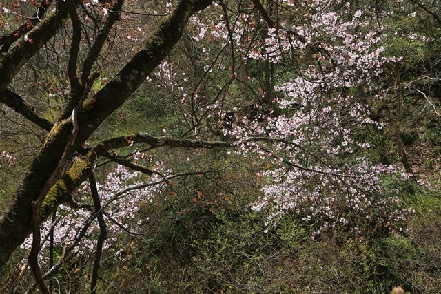 日差しに照らされた山桜