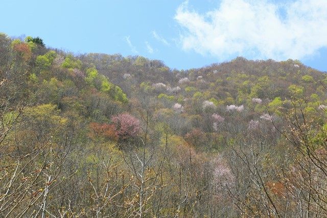 萌え始めた黒森山南東側の斜面を見上げます。