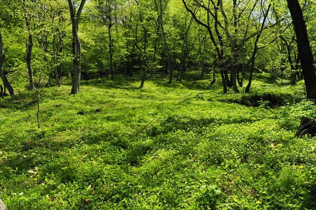 最も広いヤマブキソウ群生地です。
ニリンソウのピークとは開きがあるので、見頃はGW後半からとなりそうです。
国内屈指の規模を誇る群生地を手軽に観察できるのも魅力の一つです。