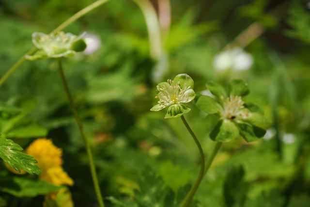 そして、目的の一つ「ミドリニリンソウ」です。
例年、ほぼ同じポイントで見ることができます。
なお、係の方に無償で案内して頂くことも可能です。