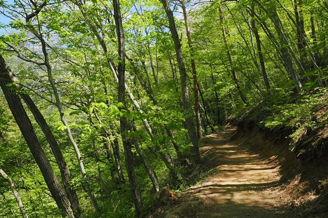 お花畑コースを抜け、山頂を目指して進みます。