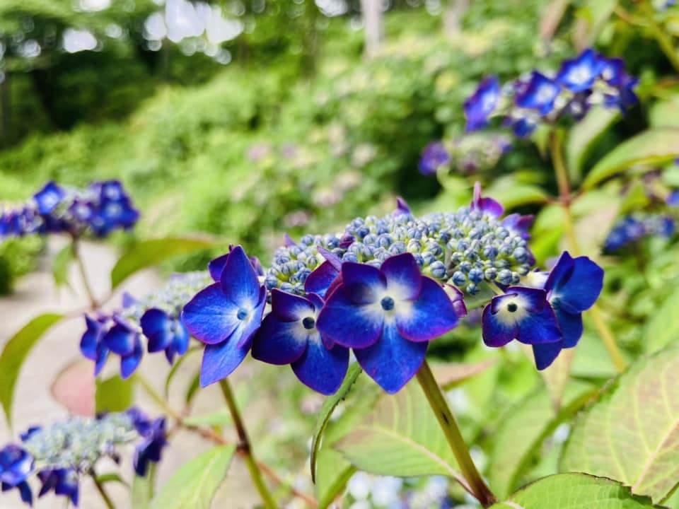 「下田公園」には100種類以上のあじさいが群生するそうです