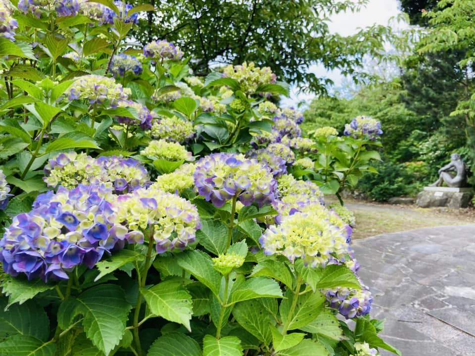 この辺りはあじさいの開花が進んでいました