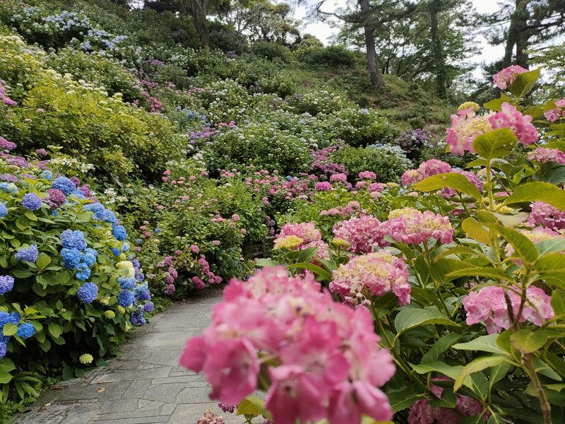 斜面に色とりどりの紫陽花が咲き誇ります。