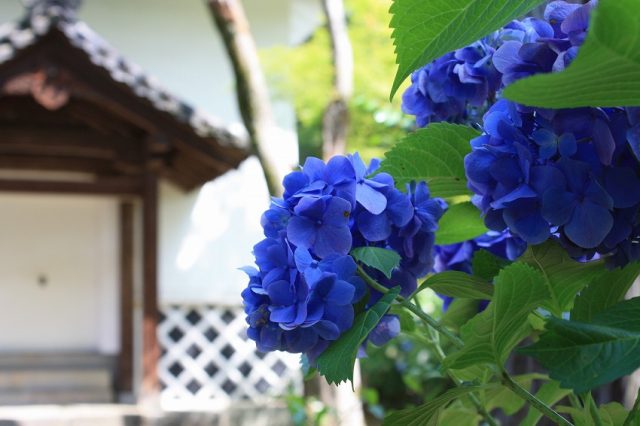 【京都】紫陽花と青もみじ「真如堂」