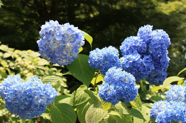 【京都】初夏の「大原・三千院」1000株の紫陽花が見頃