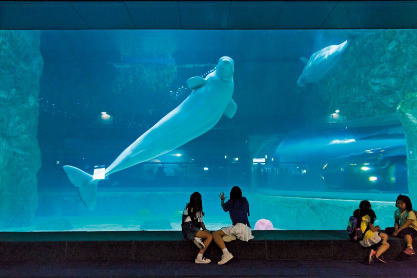 シロイルカは水族館の人気者