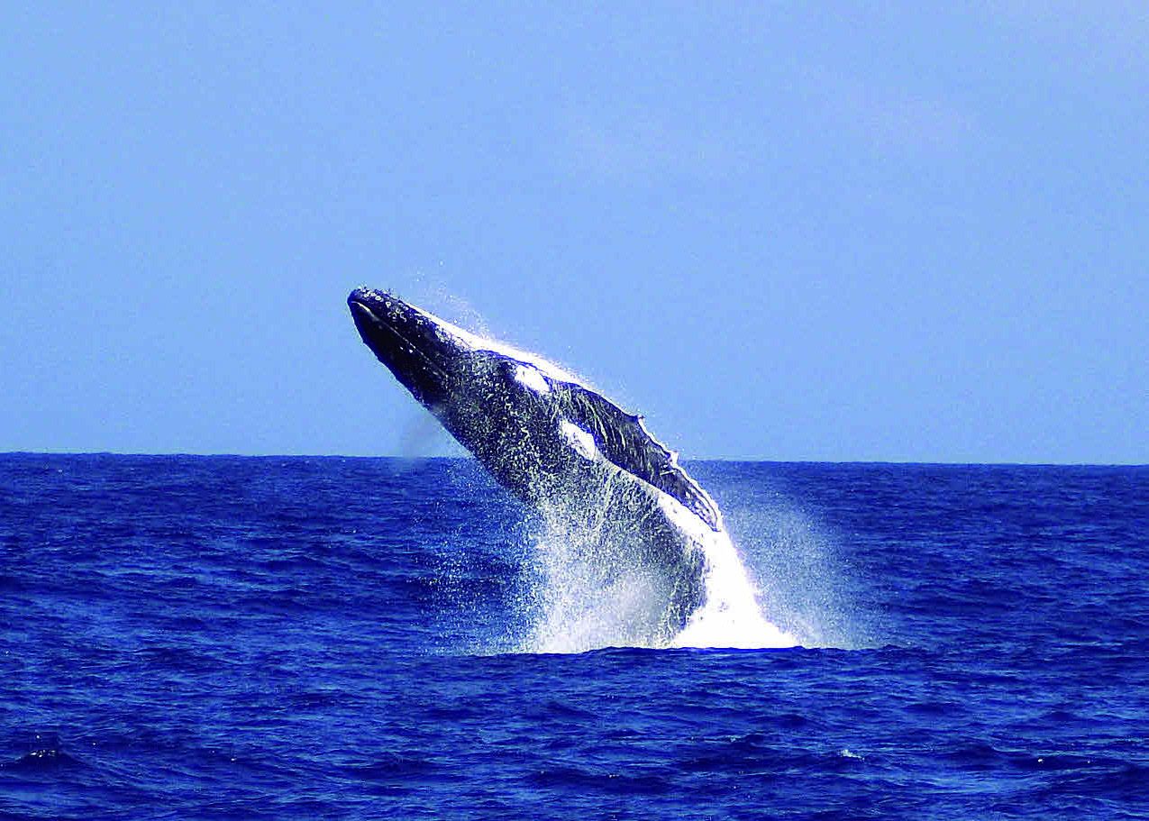 ホエールウオッチング・クルーズで、豪快なクジラのジャンプを見よう！　