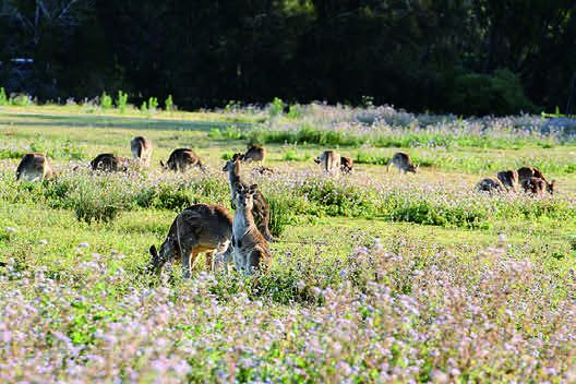 [オーストラリア] 土ボタルと野生動物探検エコサファリツアー