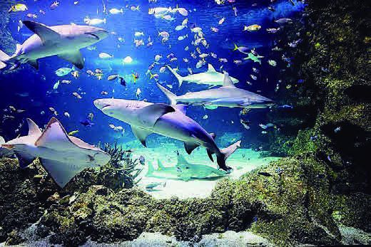 シーライフ・シドニー水族館