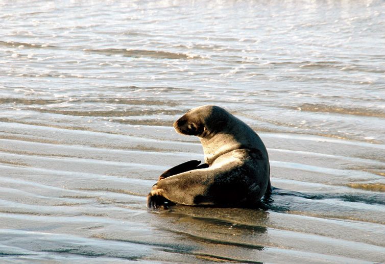 野生動物の観察はエコツアーが盛んなダニーデンの醍醐味