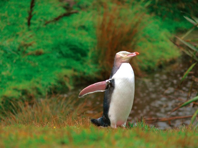 ペンギン・プレイス