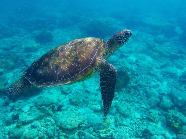 インドの野生動物に出合う旅！タミル・ナド州でエコツーリズム