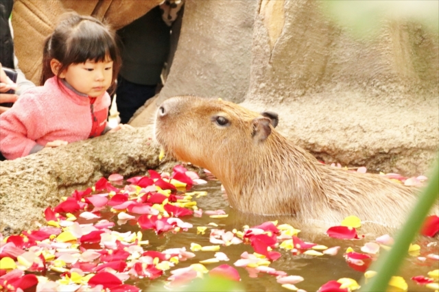 子供に大人気のカピバラ