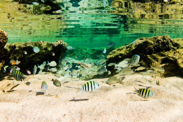 50m先まで見渡せる海水の透明度