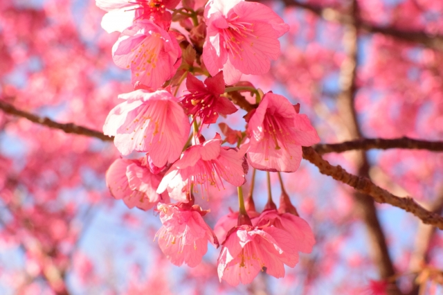 ピンクの花びらがかわいらしい「土肥桜」