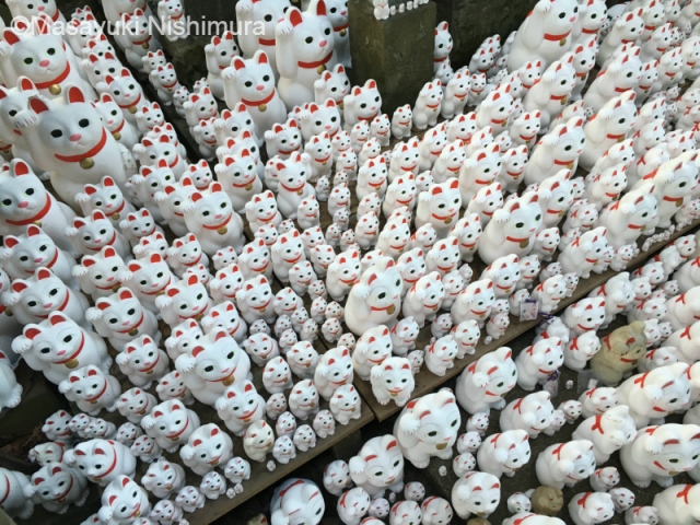 壮観！埋め尽くす招き猫　カメラ女子にはたまらない【豪徳寺】