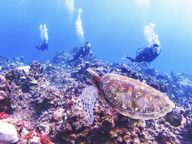 ディープブルーの海中世界でウミガメにご挨拶！