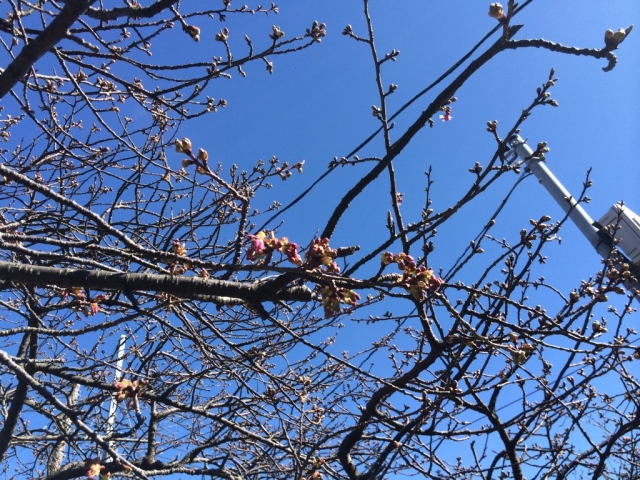 早春のお花見！河津桜を楽しむ