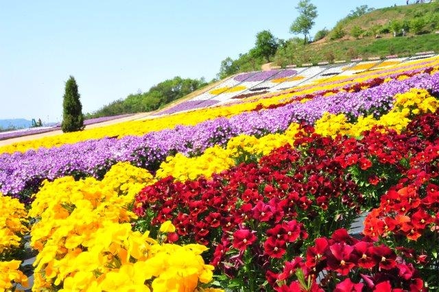 夢の花大地　世羅ゆり園