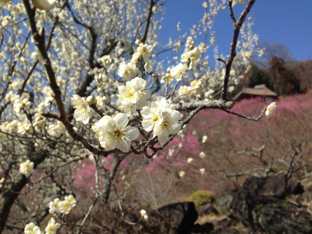 筑波山梅林の白梅（3月中旬～下旬が見ごろ）