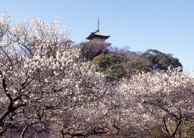 「三溪園」の観梅会