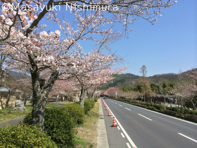 錦帯橋の上流にある桜並木（2015年撮影）